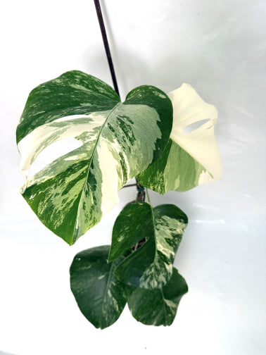 monstera_albo_variegata