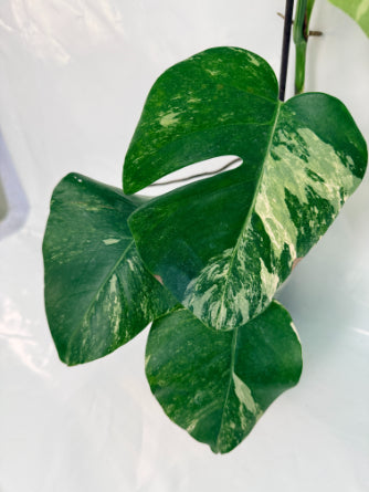 monstera_albo_variegata