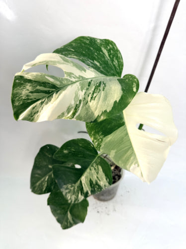 monstera_albo_variegata