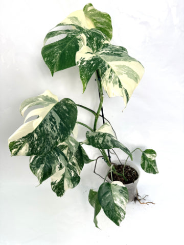 monstera_albo_variegata