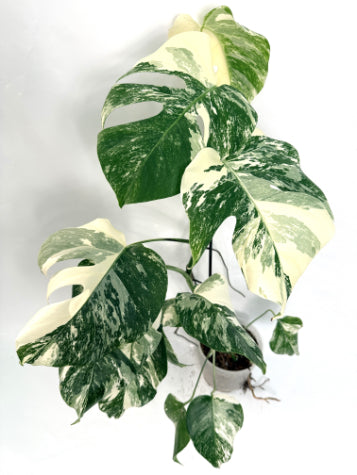 monstera_albo_variegata