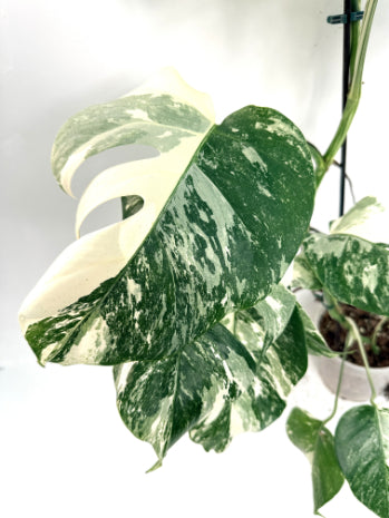 monstera_albo_variegata