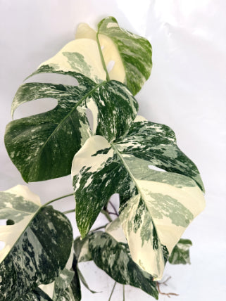 monstera_albo_variegata