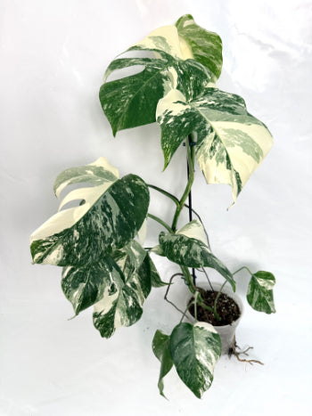 monstera_albo_variegata
