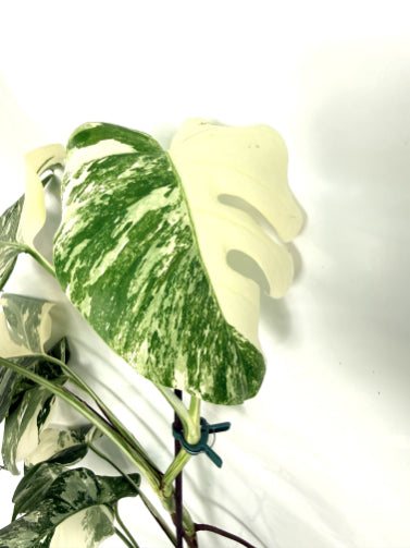 monstera_albo_variegata