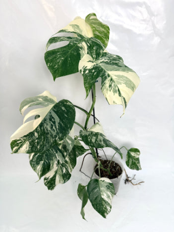 monstera_albo_variegata