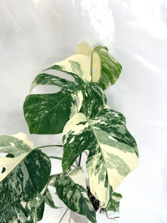 monstera_albo_variegata