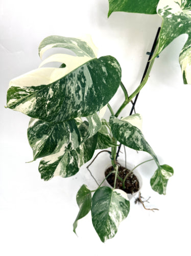 monstera_albo_variegata