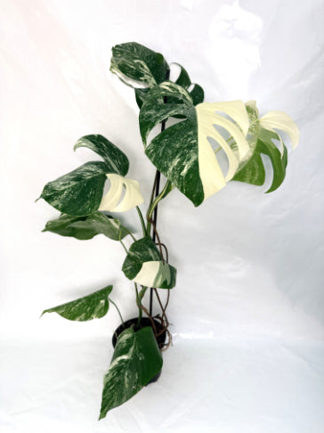 monstera_albo_variegata