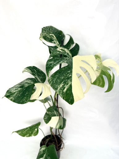 monstera_albo_variegata