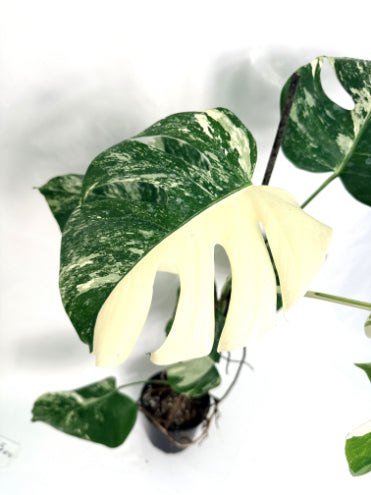 monstera_albo_variegata