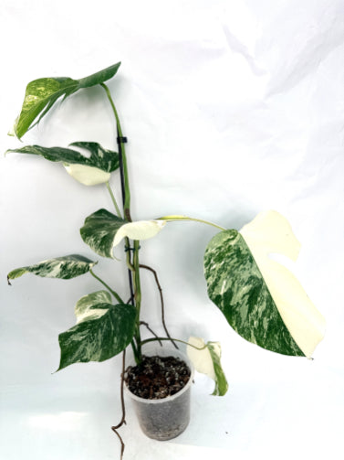 monstera_albo_variegata