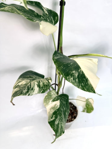 monstera_albo_variegata