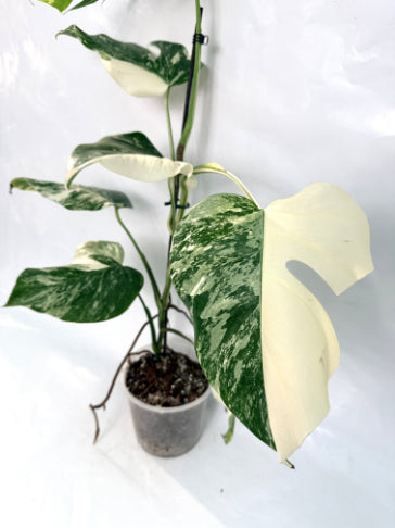 monstera_albo_variegata
