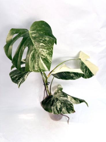 monstera_albo_variegata