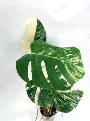 monstera_albo_variegata