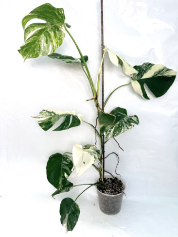 monstera_albo_variegata