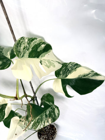 monstera_albo_variegata