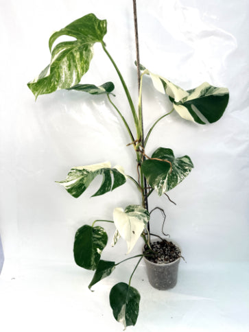 monstera_albo_variegata