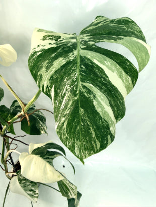monstera_albo_variegata