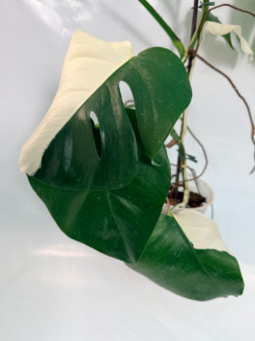 monstera_albo_variegata