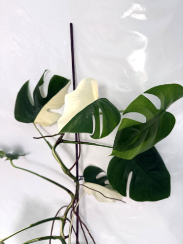 monstera_albo_variegata