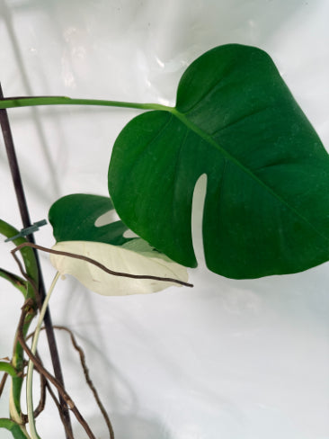 monstera_albo_variegata