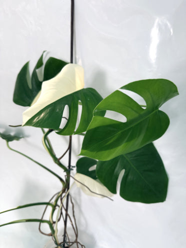 monstera_albo_variegata