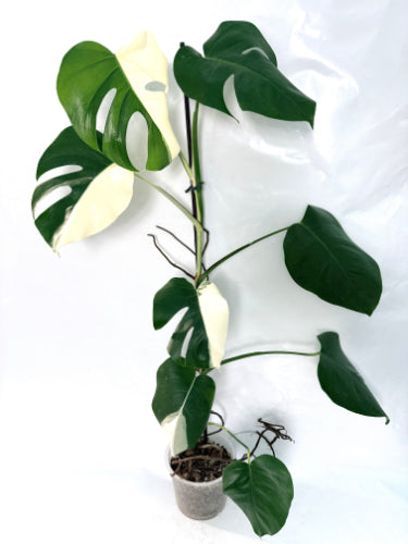 monstera_albo_variegata