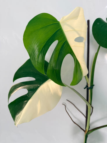 monstera_albo_variegata