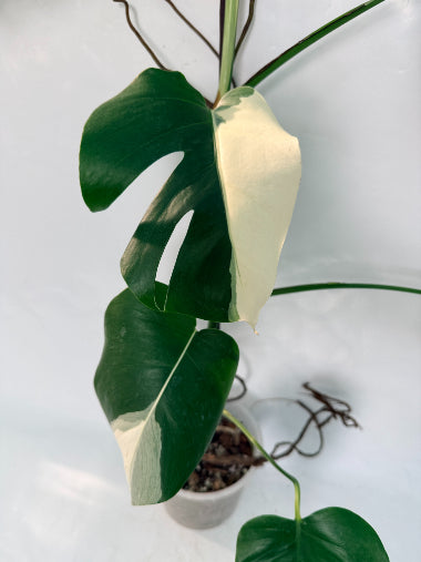 monstera_albo_variegata