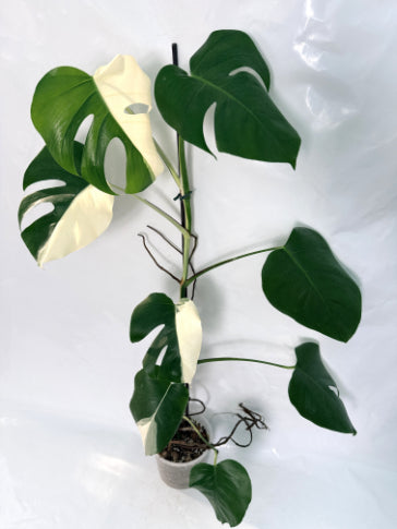 monstera_albo_variegata