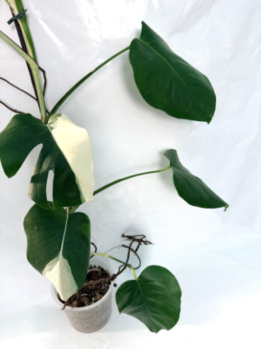 monstera_albo_variegata