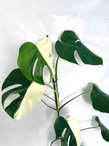 monstera_albo_variegata