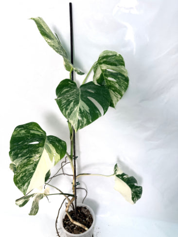 monstera_albo_variegata