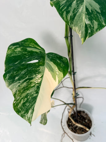monstera_albo_variegata
