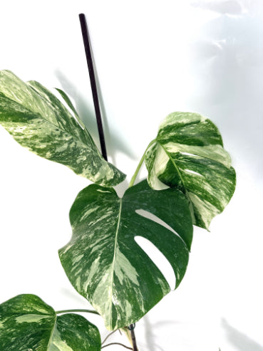 monstera_albo_variegata