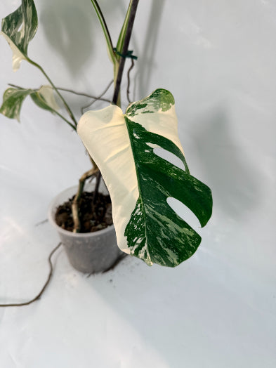 monstera_albo_variegata