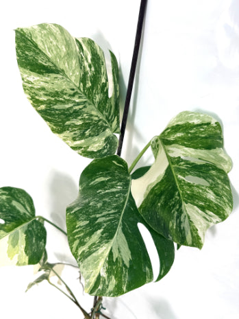 monstera_albo_variegata