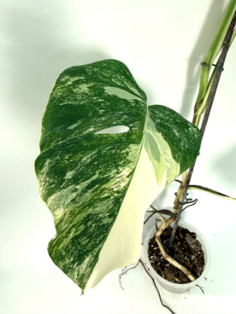 monstera_albo_variegata