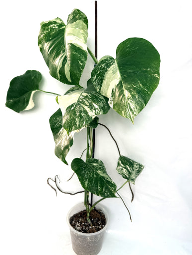 monstera_albo_variegata