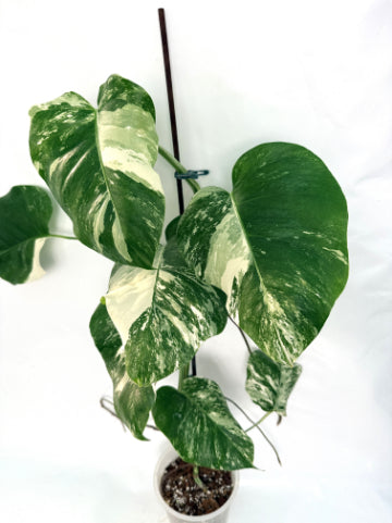 monstera_albo_variegata