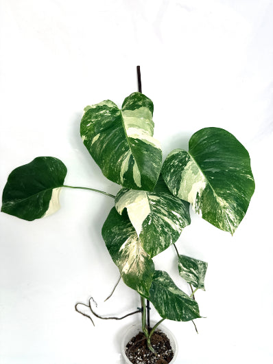 monstera_albo_variegata