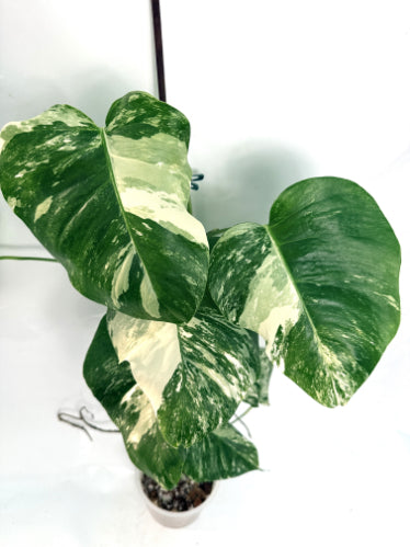 monstera_albo_variegata