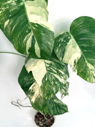 monstera_albo_variegata