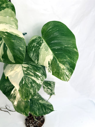 monstera_albo_variegata