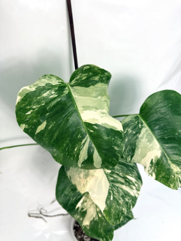monstera_albo_variegata