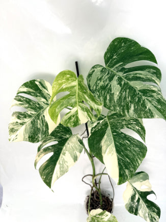 monstera_albo_variegata