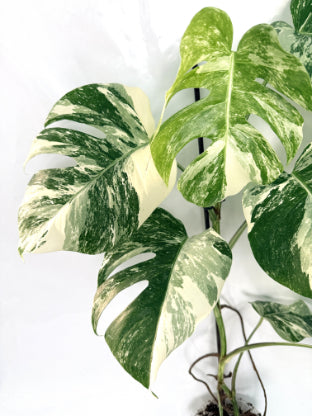 monstera_albo_variegata