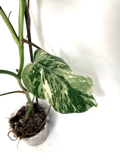 monstera_albo_variegata